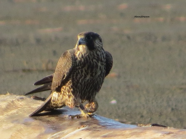 Peregrine Falcon Delta, British Columbia Canada