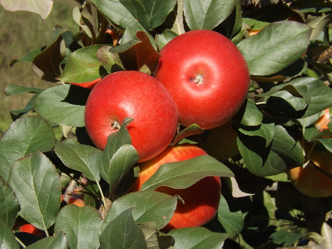 apples Wolfville, Nova Scotia Canada