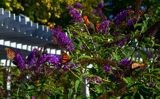 Monarch Butterflies Scarborough, Ontario Canada
