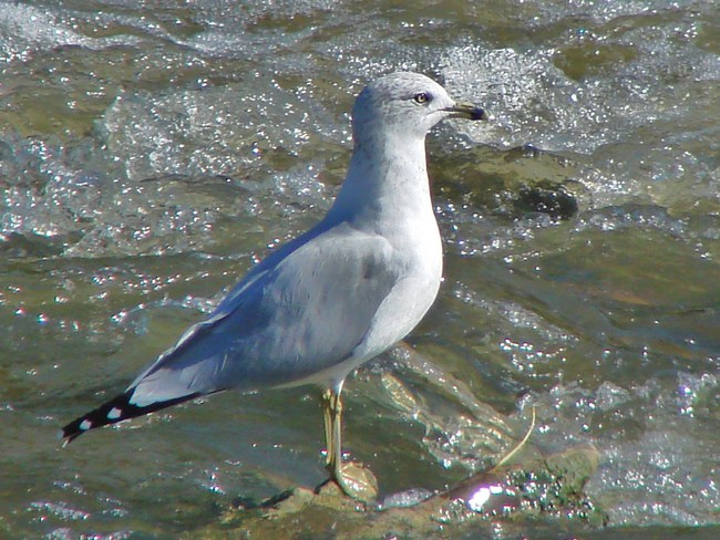 Ring Billed Gull on the North Thames Stratford, Ontario Canada