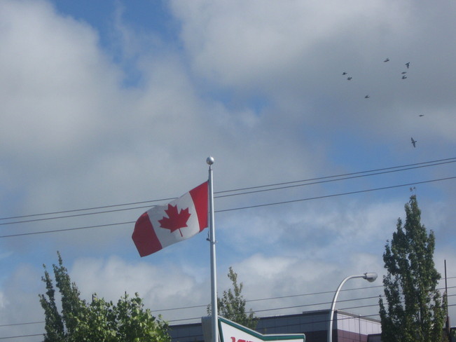 patriotic birds?? Surrey, British Columbia Canada