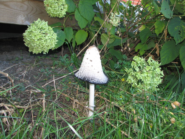 Lace Mushroom Avonmore, Ontario Canada