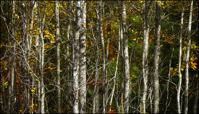 Sherriff Creek red trail, trees,trees. Elliot Lake, Ontario Canada