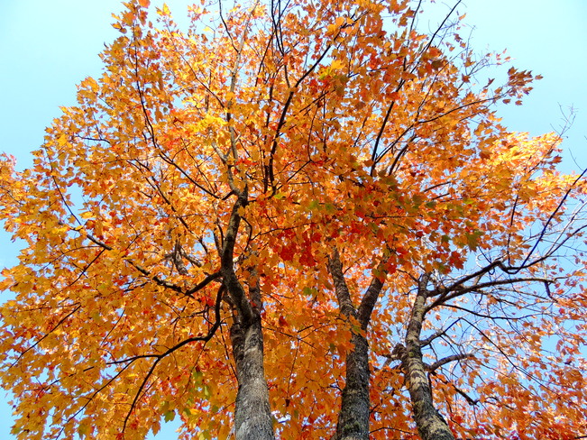 L'automne est Ã  Petit Rocher, Nouveau-Brunswick Canada