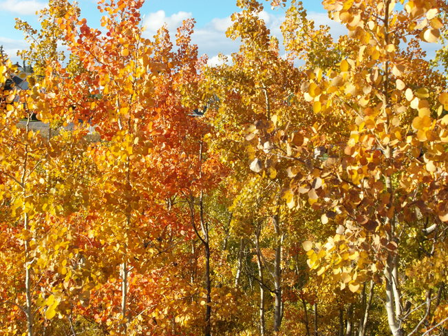 colors,fall. Calgary, Alberta Canada