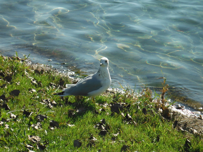 Seagull Flamborough, Ontario Canada