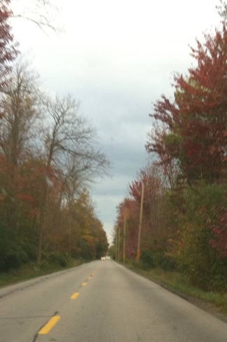 fall colours on Crowsfoot Rd Ariss, Ontario Canada