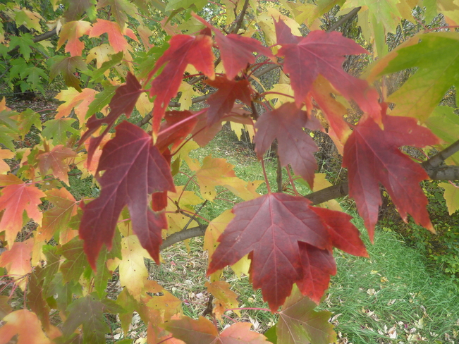 Une "couronne" d'automne en feuilles d'Ã©rable Ã  Chicoutimi au Saguenay... Chicoutimi, Quebec Canada