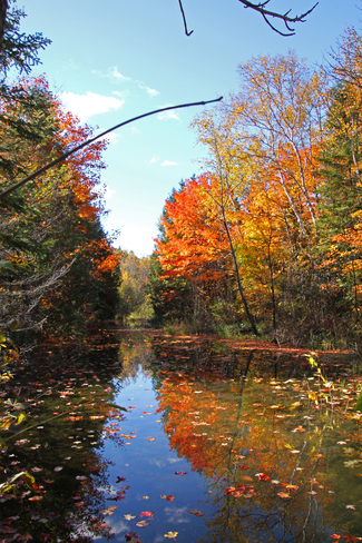 couleur d'automne Tide Head, Nouveau-Brunswick Canada