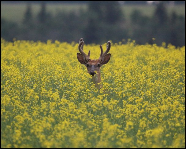 Deer Wetaskiwin County No. 10, Alberta Canada
