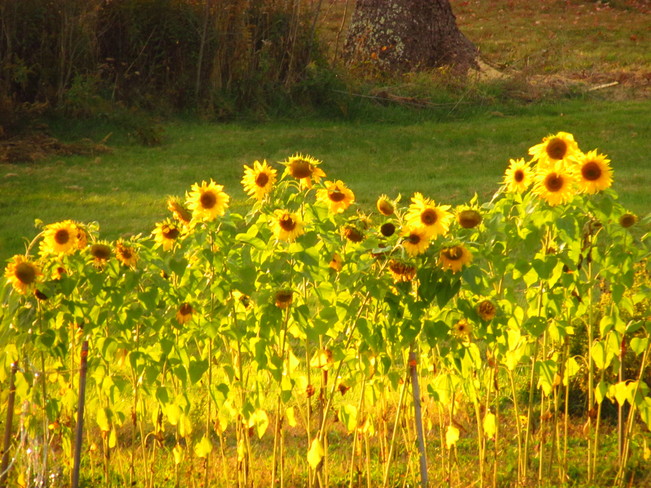 Sunflowers in Robbinston, Maine 