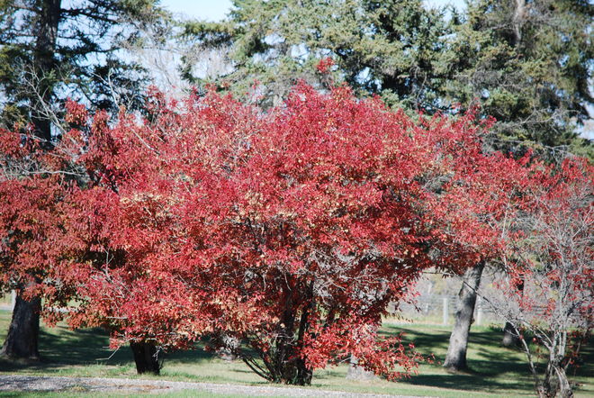 Red Trees Brandon, Manitoba Canada