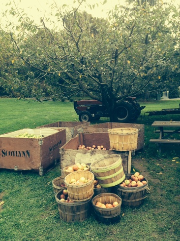 The joy of apple farming in one Fonthill, Ontario Canada