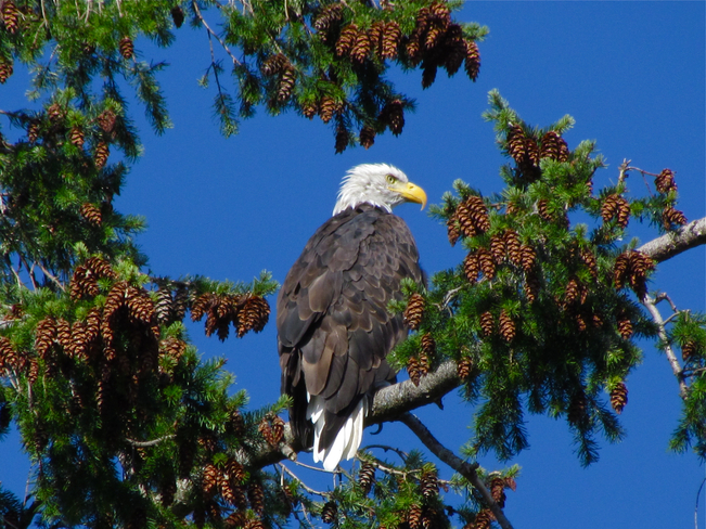 Eagle Abbotsford, British Columbia Canada