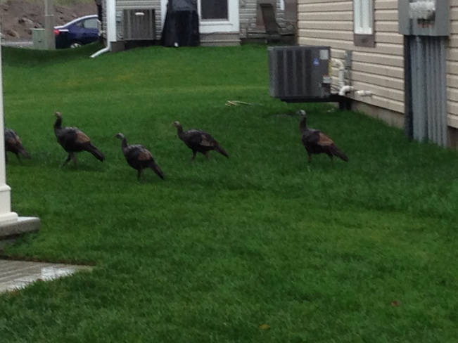 Wild Turkeys Stittsville, Ontario Canada