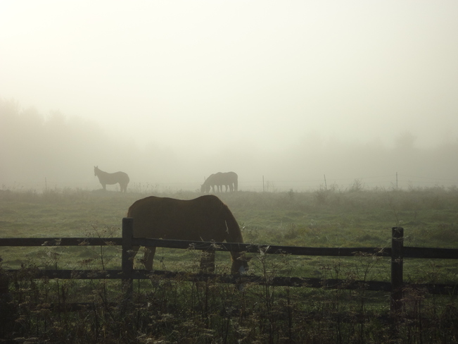 Horses in the Fog Perth, Ontario Canada
