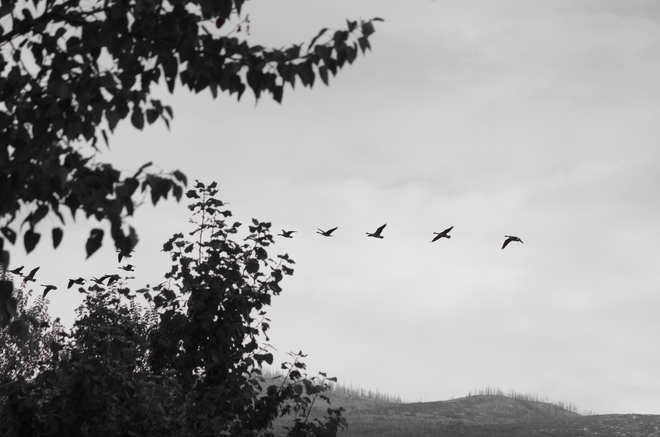 12 Geese a flying Kelowna, British Columbia Canada
