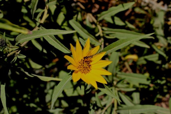 bee and the flower East Kildonan - Transcona, Manitoba Canada