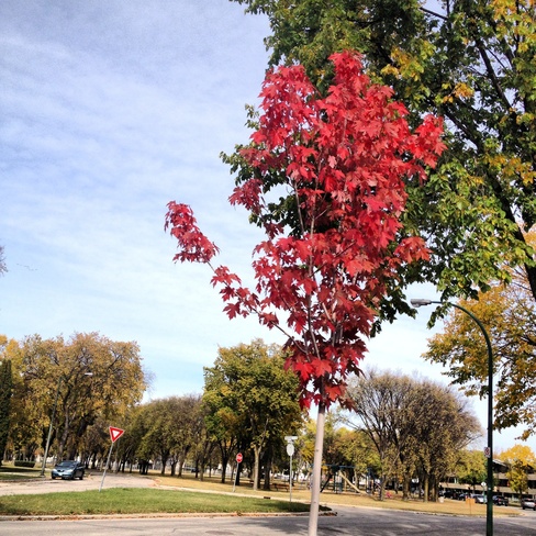 fall beauty Winnipeg, Manitoba Canada