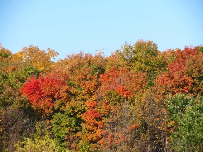 Fall colours Mississauga, Ontario Canada