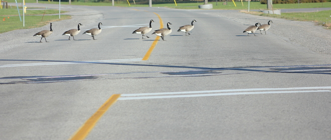 Goose Crosswalk? Brockville, Ontario Canada