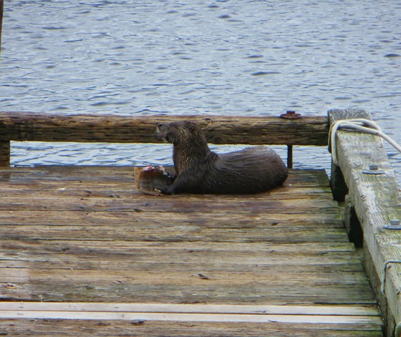Good Lunch, Poor Fish Cowichan Bay, British Columbia Canada