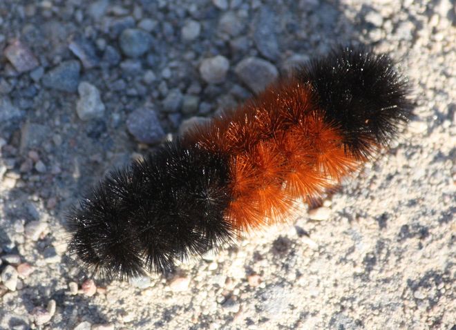 Halloween caterpillar Etobicoke, Ontario Canada