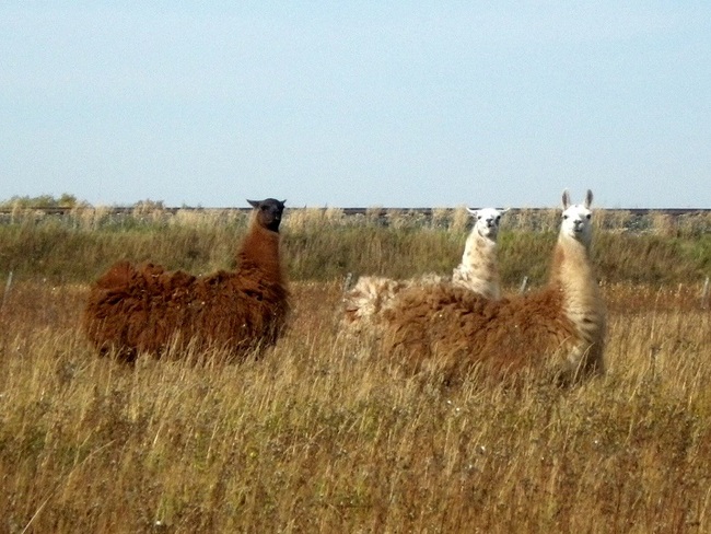 Lama Farm Dafoe, Saskatchewan Canada