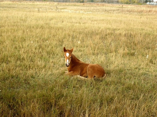a foal Wadena, Saskatchewan Canada