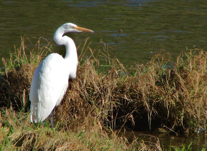 Egret on the North Thames River Stratford, Ontario Canada