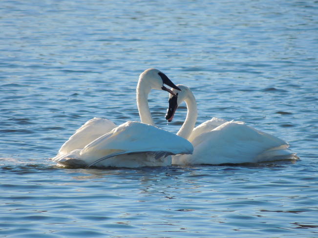 Trumpeter togetherness Port Perry, Ontario Canada