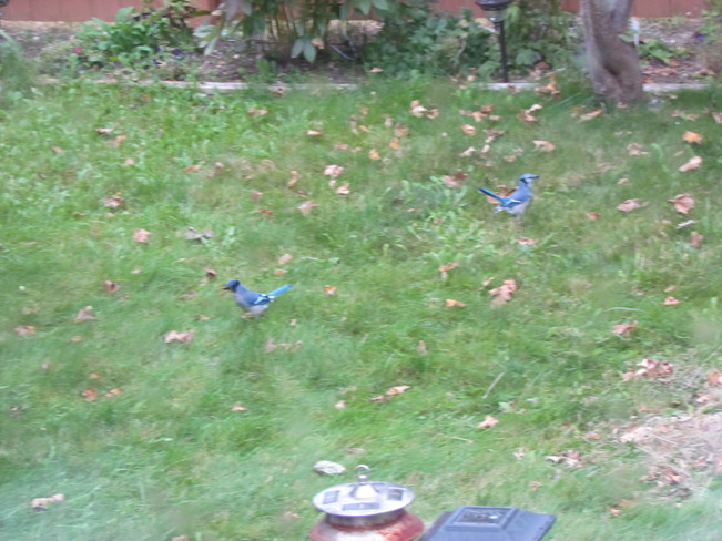 Two jays having lunch 