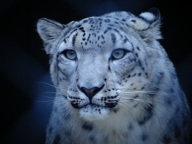 Snow Leopard Winnipeg, Manitoba Canada