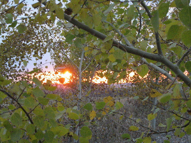 Sunrise & Leaves Calgary, Alberta Canada