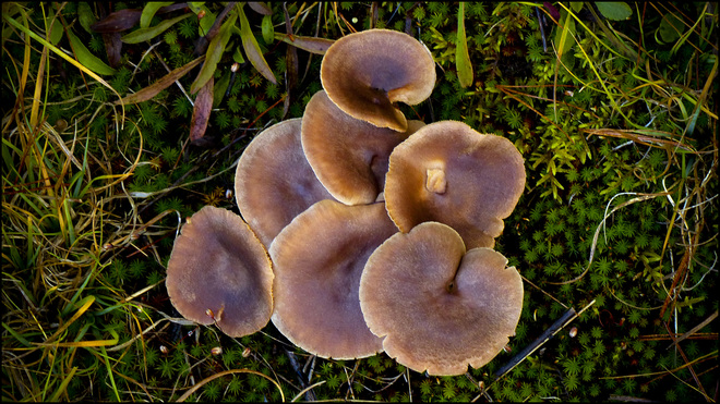 Esten Dr. more interesting mushrooms. Elliot Lake, Ontario Canada