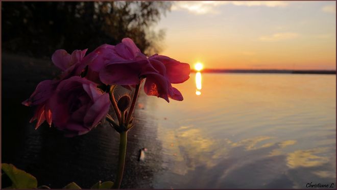 Une fleur au lever du jour Trois-Rivières, Québec Canada