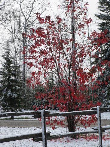 Fall colours with snow. Cochrane, Ontario Canada