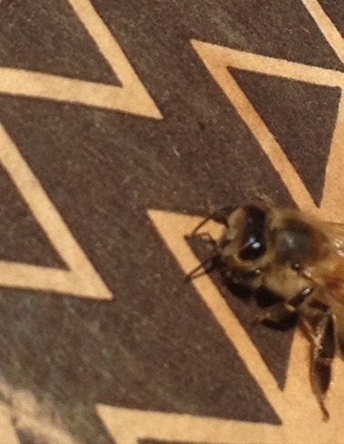 RARE !!! Mountian Honey Bee Cawston, British Columbia Canada