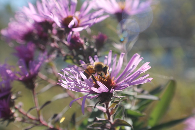 honey bee on aster Chilliwack, British Columbia Canada
