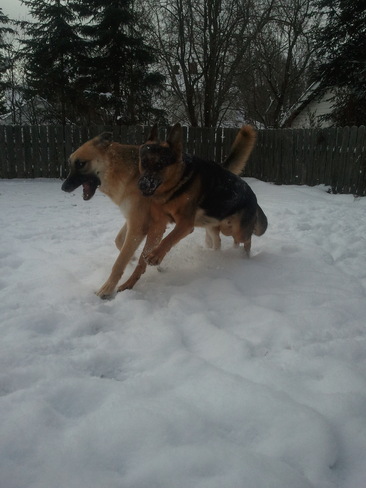 My Shepherds Playing in the Snow 