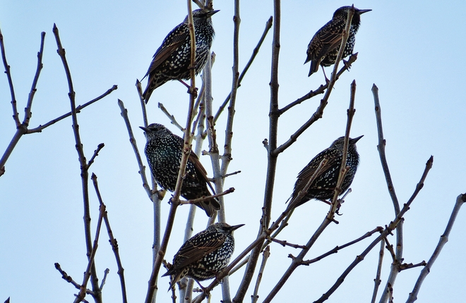 European Starlings in high places. North Bay, Ontario Canada