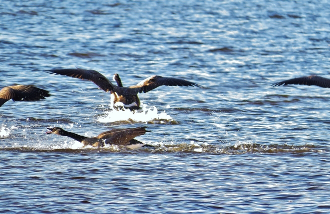 Mother Goose goes wild! North Bay, Ontario Canada