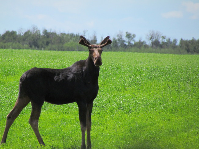 Young moose Hay Lakes, Alberta Canada