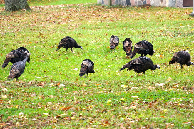 Freedom from Thanksgiving Rondeau Park, Ontario Canada