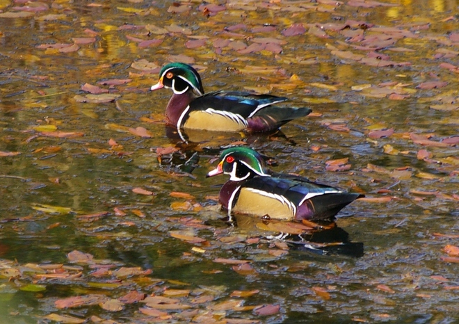 Wood Ducks Penticton, British Columbia Canada