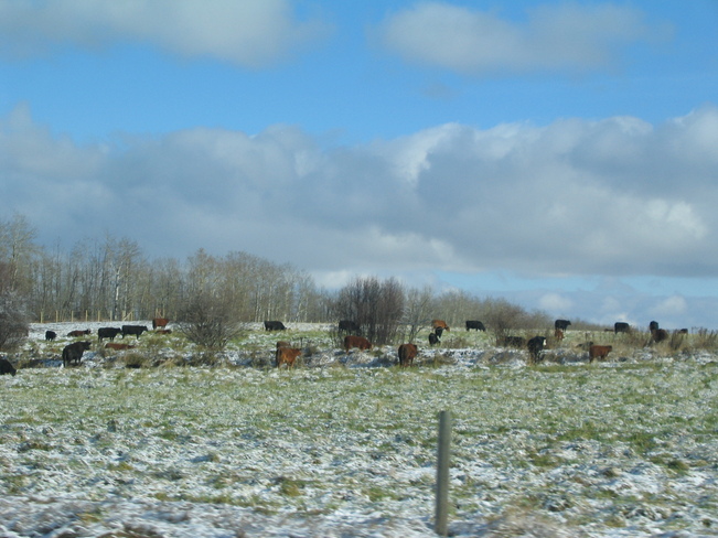 Cows enjoying first snow Darwell, Alberta Canada