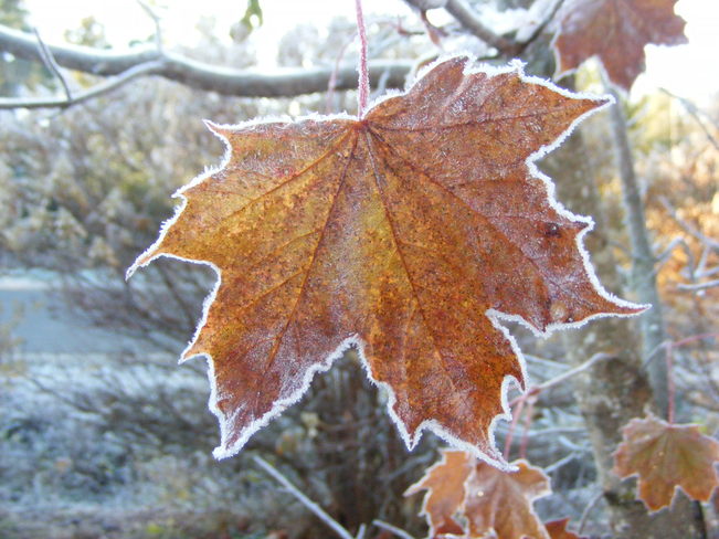 Autumn Frost-Leaf Noonan, New Brunswick Canada