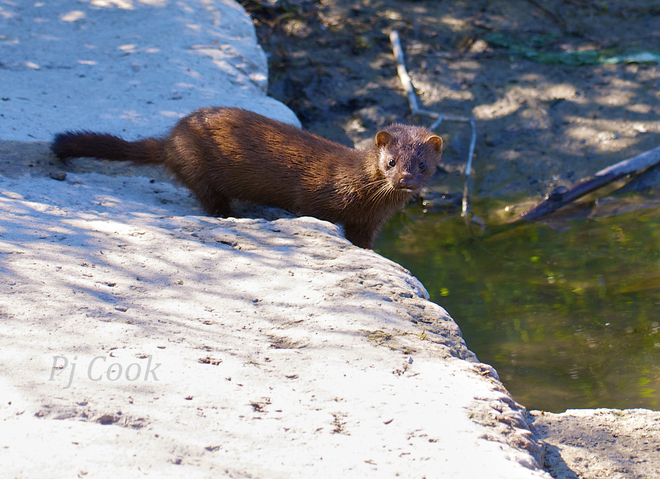 Q. : Otter or Weasel ??? Ajax, Ontario Canada