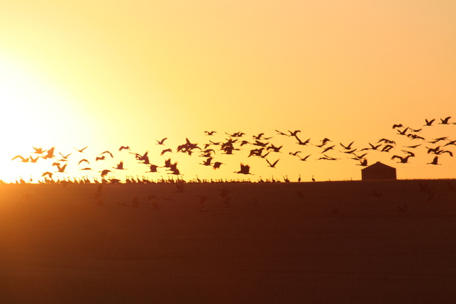Cranes at sunset. Schuler, Alberta Canada