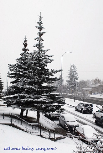 It is White in the City! Calgary, Alberta Canada